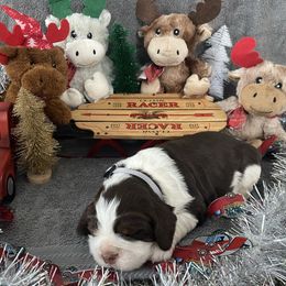 Comet - Tri-Roan male English Springer Spaniel puppy in Hudson, Michigan from Picky’s Puppies
