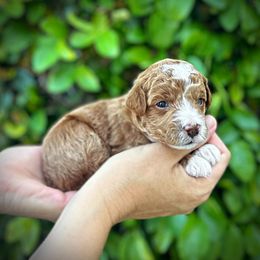 Purple Collar Girl - Cream Poodle puppy in Modesto, California from Dry Creek Poodles