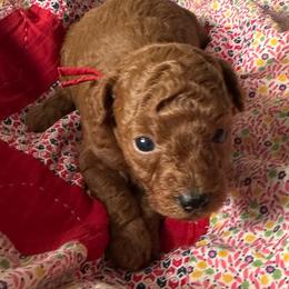 Max - Red  male Poodle puppy in Kaufman, Texas from Teddy Doods: Goldendoodles & Poodles