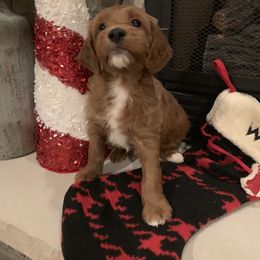 Bernedoodle, Goldendoodle, and Aussiedoodle Puppies from Lakeside Doodles