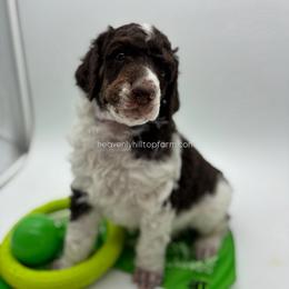 HARLEM - Green Collar Boy - Parti male Poodle puppy in Charlo, Montana from Heavenly Hilltop Farm