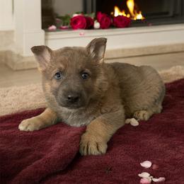 Blue Sable Female 1 - Blue female German Shepherd puppy in Tafton, Pennsylvania from Pocono GSD