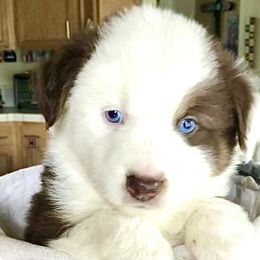 Aussiedoodle, Australian Shepherd, Miniature American Shepherd, and Miniature Australian Shepherd Puppies from Bline's Awesome Aussies