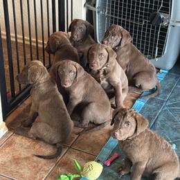 Chesapeake Bay Retriever Puppies from Cedar Ridge Chessies