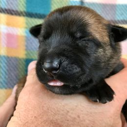 Belgian Malinois Puppies from Andrea Gumrich's Belgian Malinois