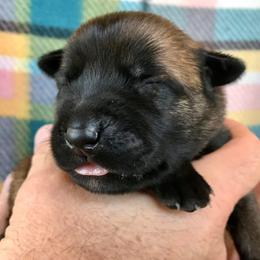 Belgian Malinois Puppies from Andrea Gumrich's Belgian Malinois