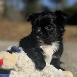 Boo - Black and white female Chihuahua puppy in Summerfield, Florida from Impeccable's Boutique & Ethical Breeder for the educated & discriminating ONLY