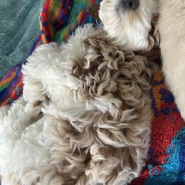 Cockapoo Puppies from Lulu's Cockapoos