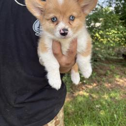 1st. Female - Red merle and white female American Corgi puppy in Foreman Ar., Arkansas from Grassy Lake Corgis