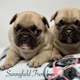 French Bulldogs from Sunnyfield Frenchies