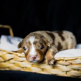 Cowboy - Red merle male Miniature Australian Shepherd puppy in Yantis, Texas from Marie Mini Aussies