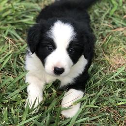 Jasper - Black and white male Border Collie puppy in Lake Montezuma, Arizona from Jens Border Collies
