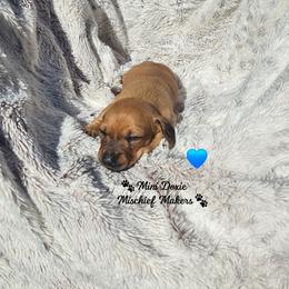 Pooh - Cream male Dachshund puppy in Leesburg, Florida from Mini Doxie Mischief Makers