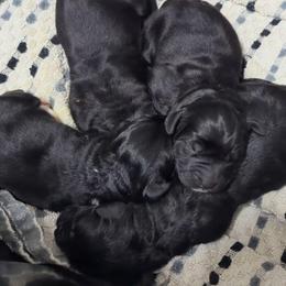 Newfoundland Male 2 - Black male Newfoundland puppy in Burfordville, Missouri from Umfleet Farms