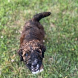 Saint Berdoodle Puppies from Highland Ridge Doodles