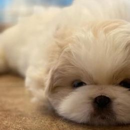 Pekingese from Pekeshow Pekes