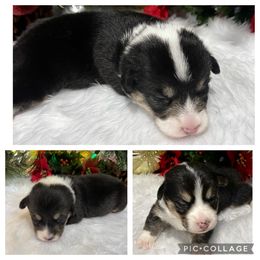 Pembroke Welsh Corgi Puppies from Rainbow Corgi Farms