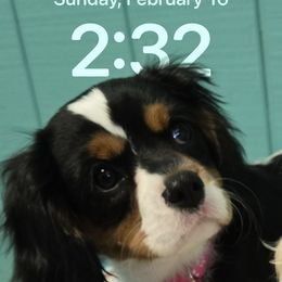 Cavalier King Charles Spaniel and Cocker Spaniel Puppies from Ray of Sunshine Spaniels LLC