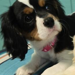Cavalier King Charles Spaniel and Cocker Spaniel Puppies from Ray of Sunshine Spaniels LLC