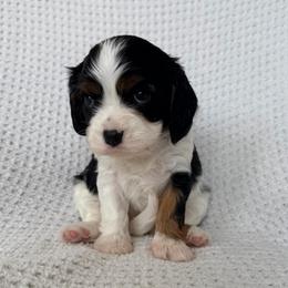 Stormy - Tri-color female Cavalier King Charles Spaniel puppy in Katy, Texas from True Heart Cavaliers llc