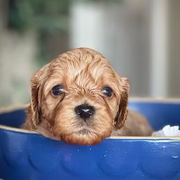 Red - Red male Cavapoo puppy in Coal City, Indiana from Wednesday & Co