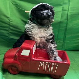Poodle and Schnoodle Puppies from Royal Crown Keeper LTD