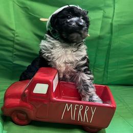 Poodle and Schnoodle Puppies from Royal Crown Keeper LTD