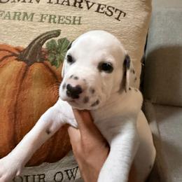Freckles - White and black male Dalmatian puppy in Mesa, Arizona from Lauren's Dalmatians