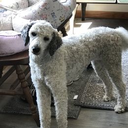 Rose - Poodle
