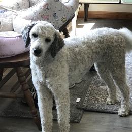 Rose - Poodle