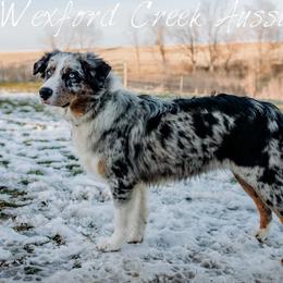 Skyy - Australian Shepherd