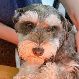 Shiloh - Miniature Schnauzer