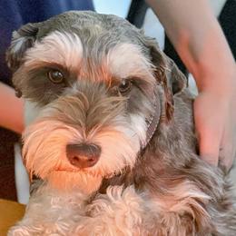 Shiloh - Miniature Schnauzer