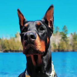 Doberman Pinschers from Rach Haus Dobermanns