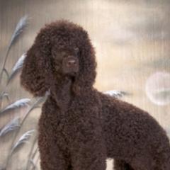 Sistah - Irish Water Spaniel