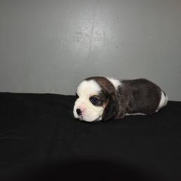 Girl 1 - Black white and tan female Beagle puppy in Fontana, California from JLB Beagles & MBT