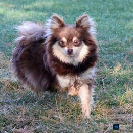 Princess - Pomeranian