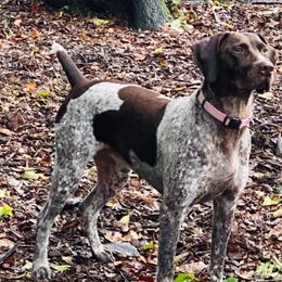 German Shorthaired Pointers from Wildcard GSP