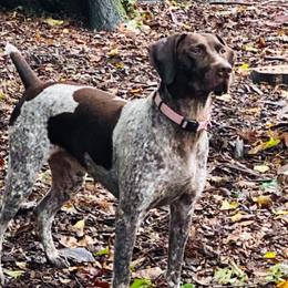 German Shorthaired Pointers from Wildcard GSP
