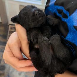 Ross - Black brindle male Scottish Terrier puppy in Oak Harbor, Washington from Nicole's Scottish Terriers
