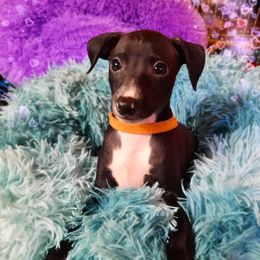 Italian Greyhound Puppies from Divine Italian Greyhounds