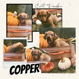 Copper - Red male Dachshund puppy in Sulphur Springs, Texas from Waggin Beach Paradise Doxies