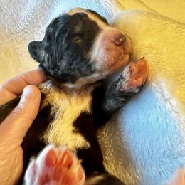 Chocolate Tri - Tri-color male Bernedoodle puppy in Holt, Missouri from Mindys Doodles