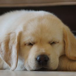 Labrador Retriever Puppies from Sugarpine Labradors