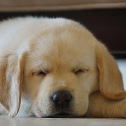 Labrador Retriever Puppies from Sugarpine Labradors