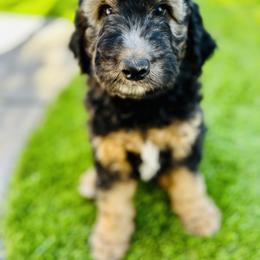 Goldendoodle Puppies from Temecula Creek Doodles