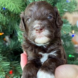 Gobber - Brown female Bernedoodle puppy in Yuciapa, California from AlltheDoodlez_