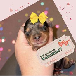 Vivian 3500 - Parti female Yorkshire Terrier puppy in Midland, Texas from Southern Yorkie Pies