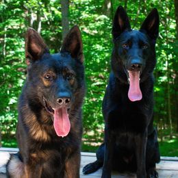 German Shepherds from German Shepherds Vom Der Goldstadt