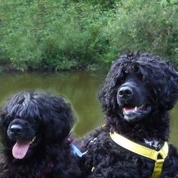 Portuguese Water Dogs from Allyn Portuguese Water Dogs
